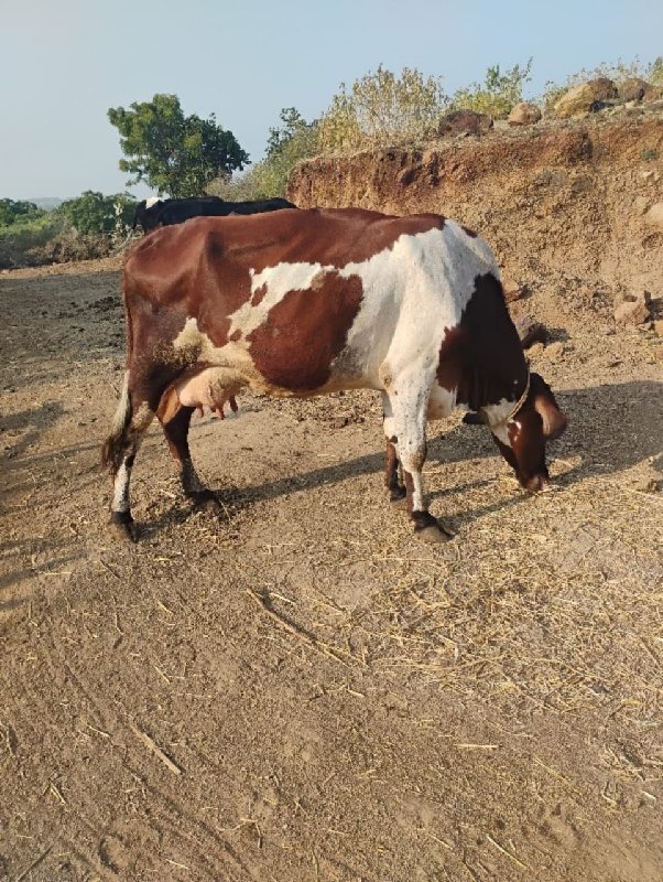 જરસી ગાય વેસવાન...