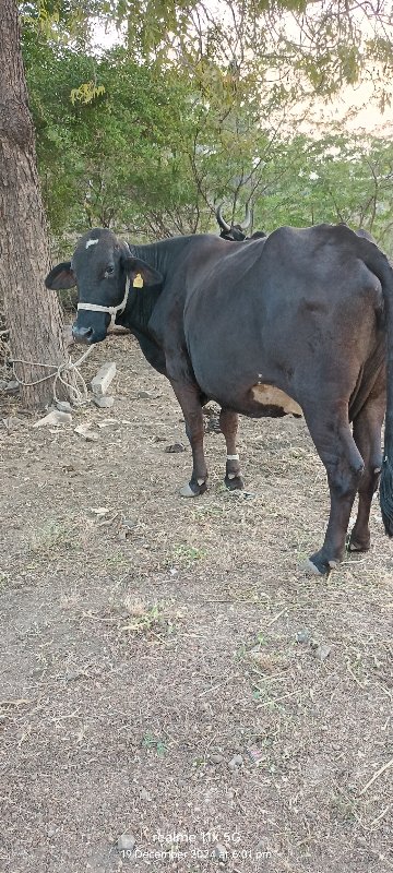 ગીર ક્રૌશ ગાય વ...