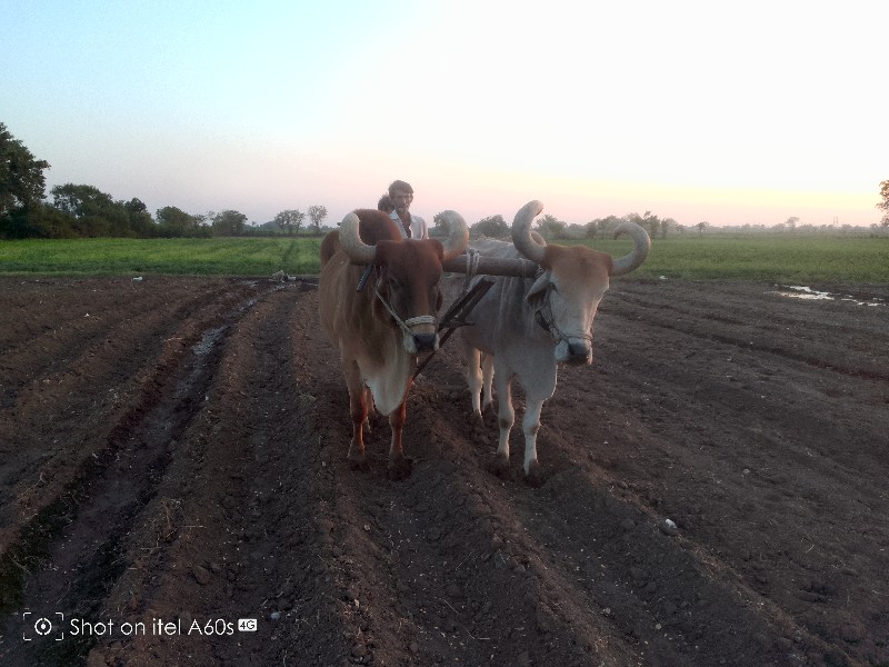 આ બળદ વેચવાના છ...