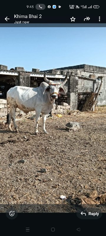 બળદ વેચવાનો છે