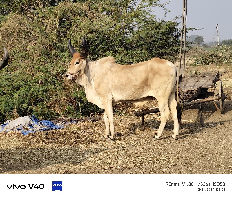 વેચવાનો છે