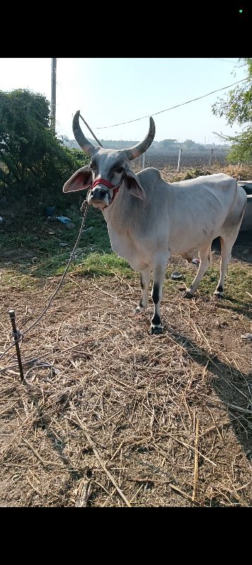 ગોઢલો વેચવાનો છ...