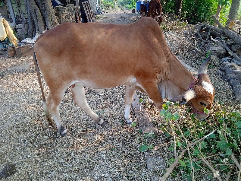 ગાય વેચવાની છે...