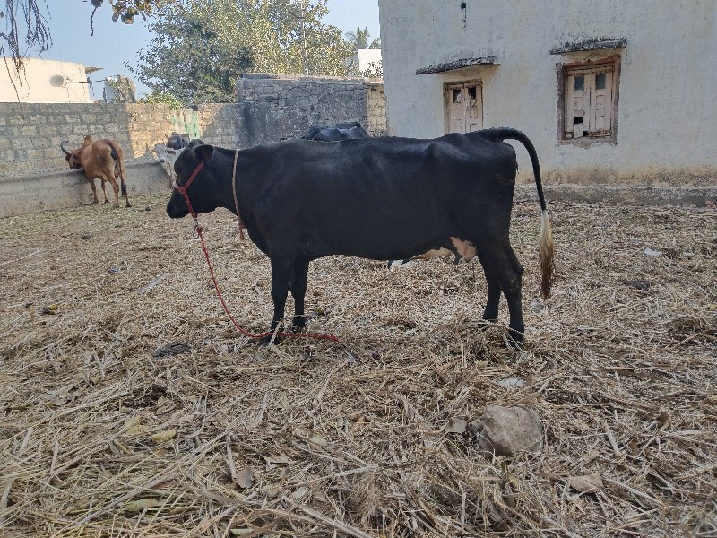 ગાય વેસ્વા ની સ...