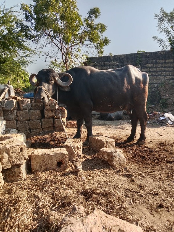 બીજું વેતર વ્યા...