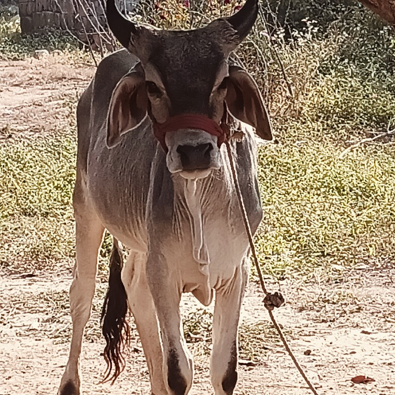 ગોંડલમાં વેચવા...