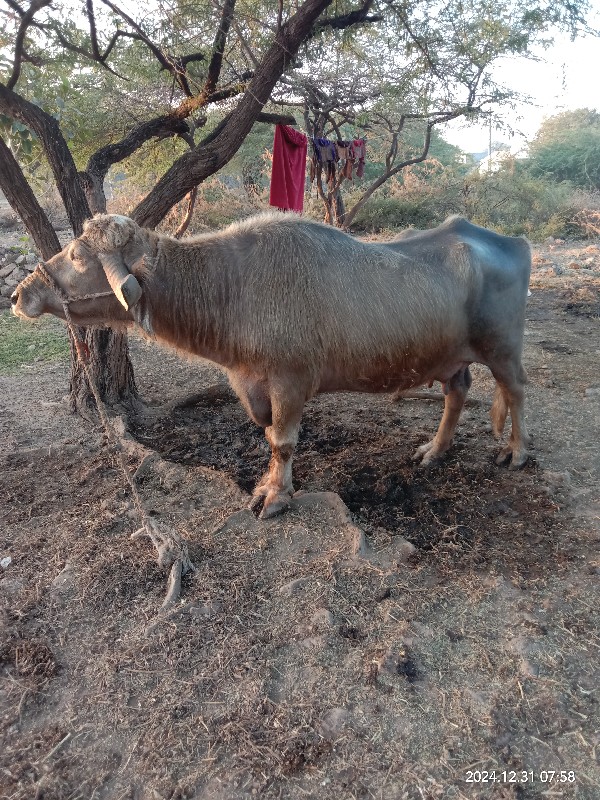 ભેસ વેશવા ની છે