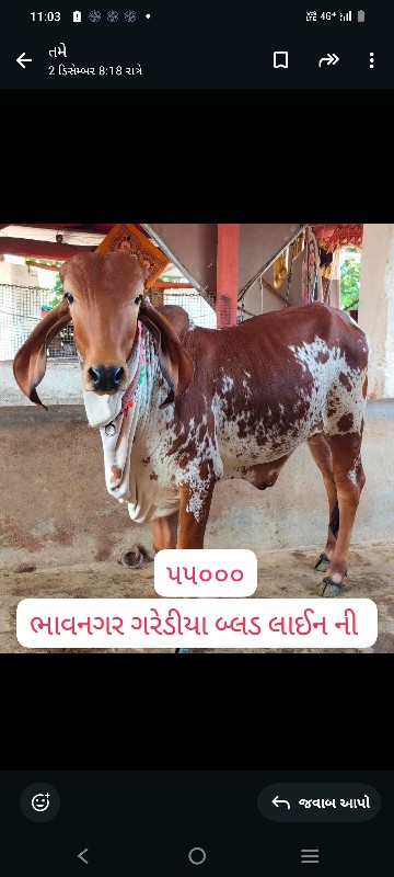 દુઝણી ગાય અને વ...