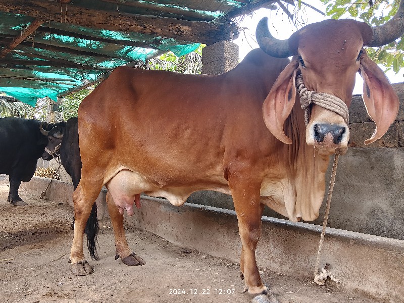 ગાય વેચવાની છે