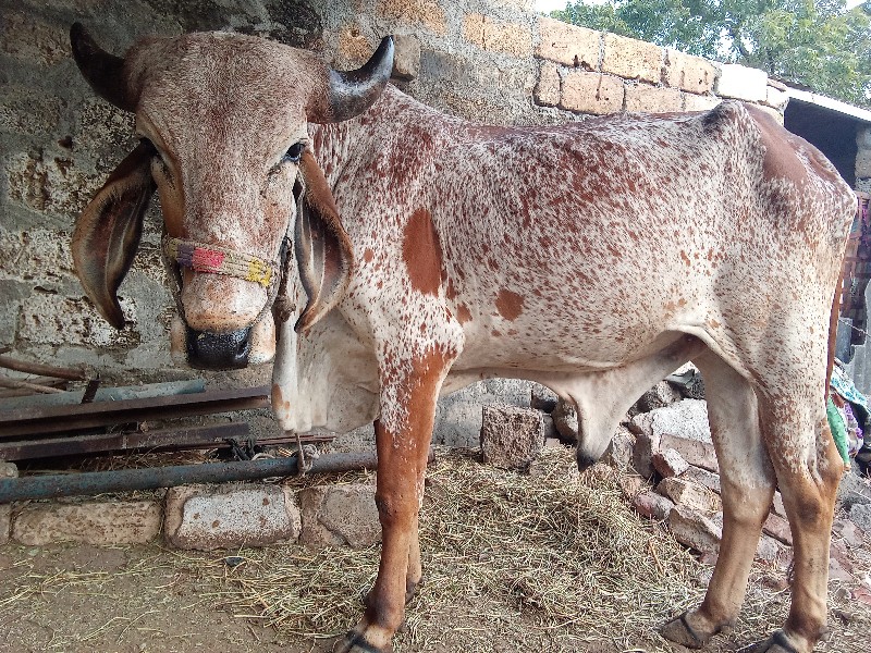 ગોઠલો વેચવાનો