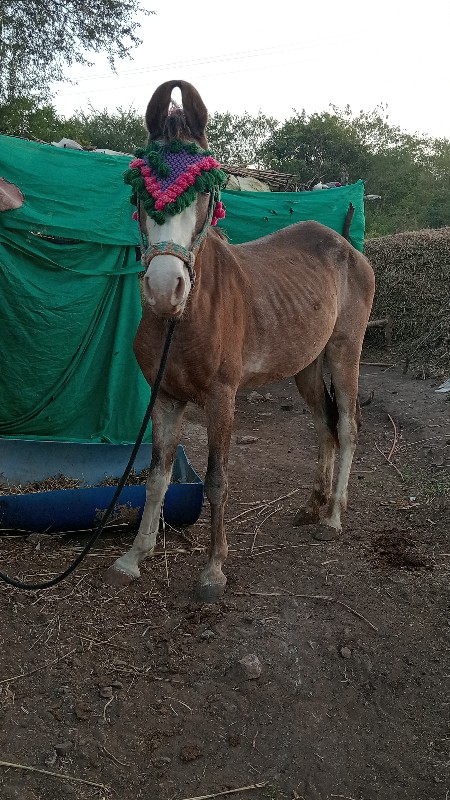 વશેરી વેસવાની છ...