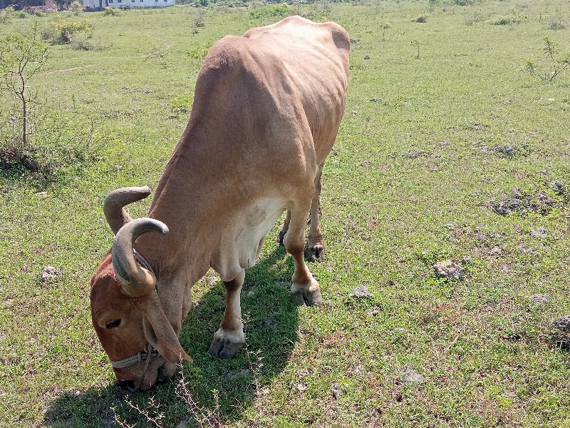 બળદ વેચવાનો છે