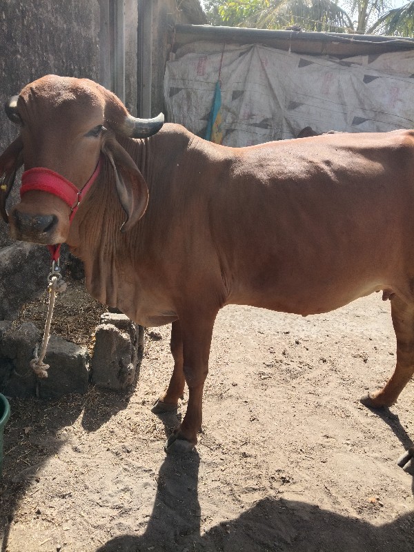 આ ગાય‌ વેચવાની...