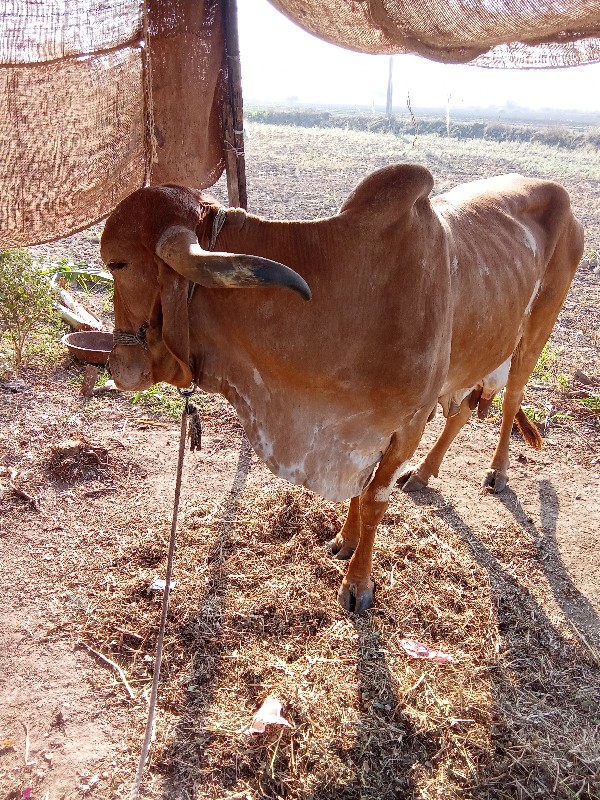 ગીર ગાય