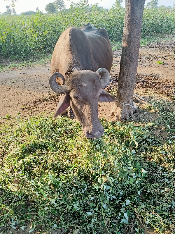 ભેંશ વેસવાની છે