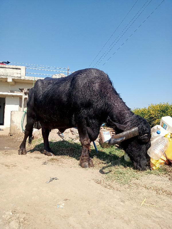 ભેંસ વેસવાની છે