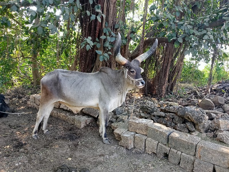 બળદ વેચવાનો છે