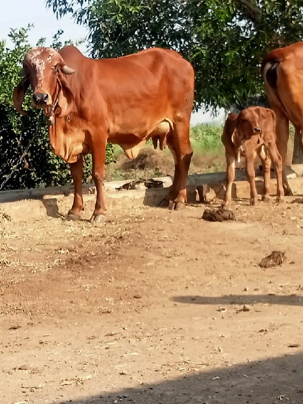 ગાય વેચવાનું છે