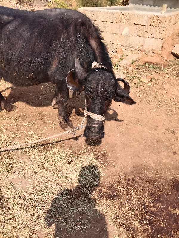 ભેંસ વેચવાની છે