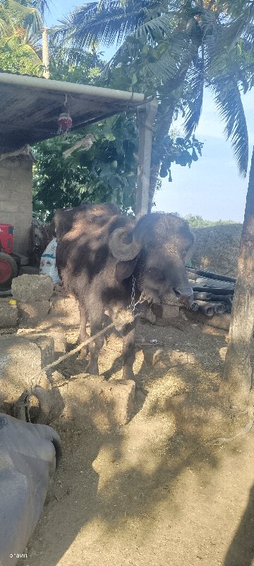 ખડેલુ વેચવા નું...