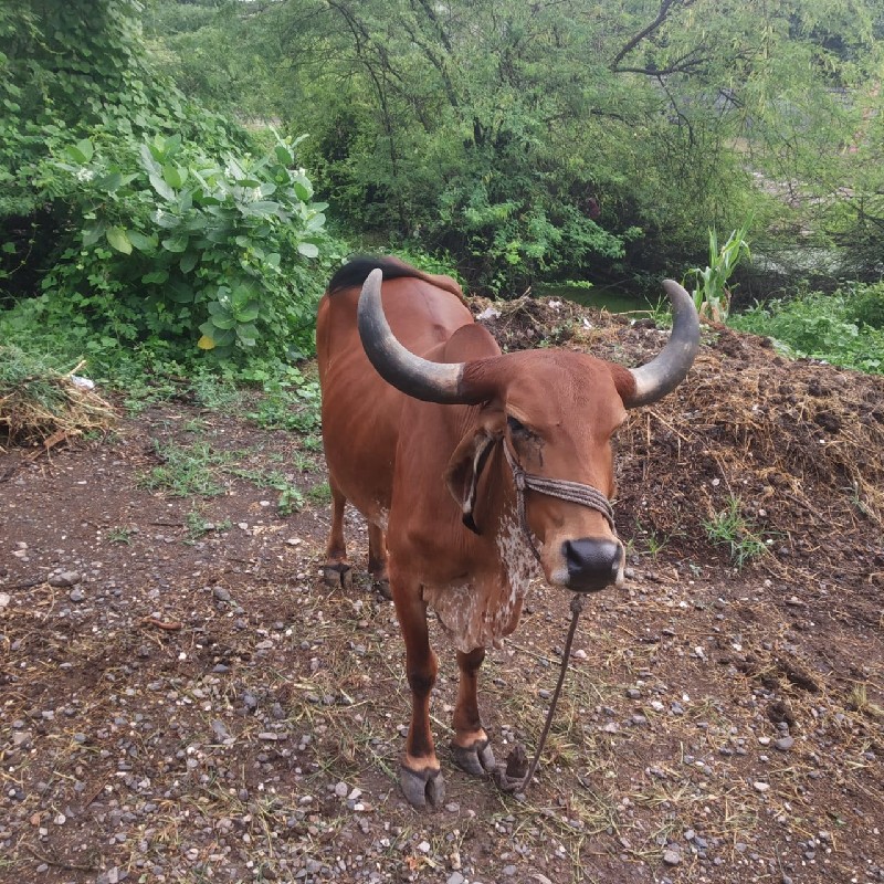 ગાય   વેચવાનું...