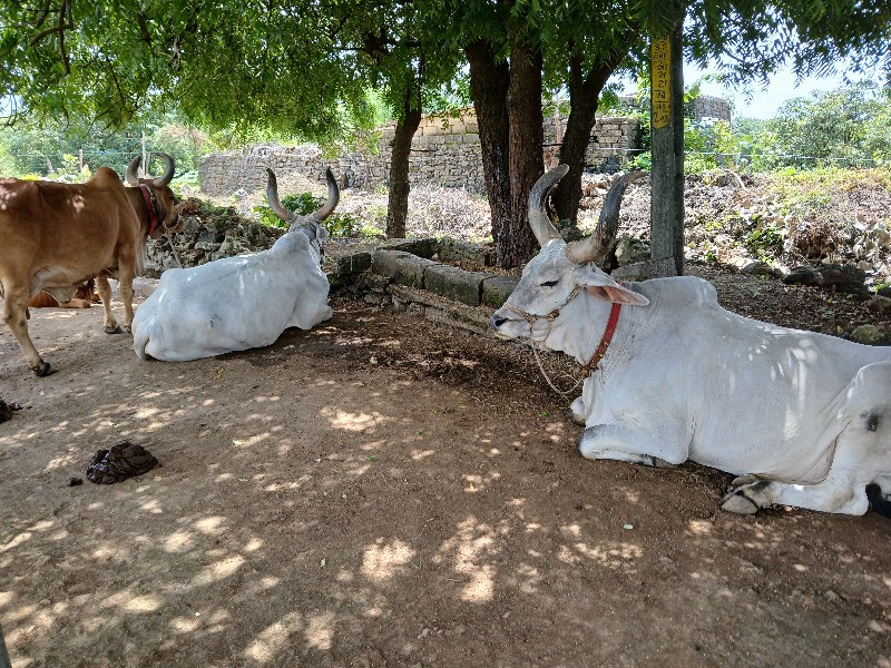 ગોઢલા વેચવાના છ...