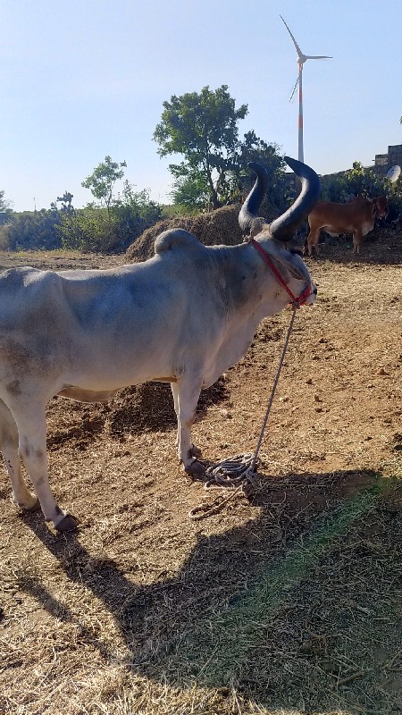 આ બળદ વેચવાનો છ...