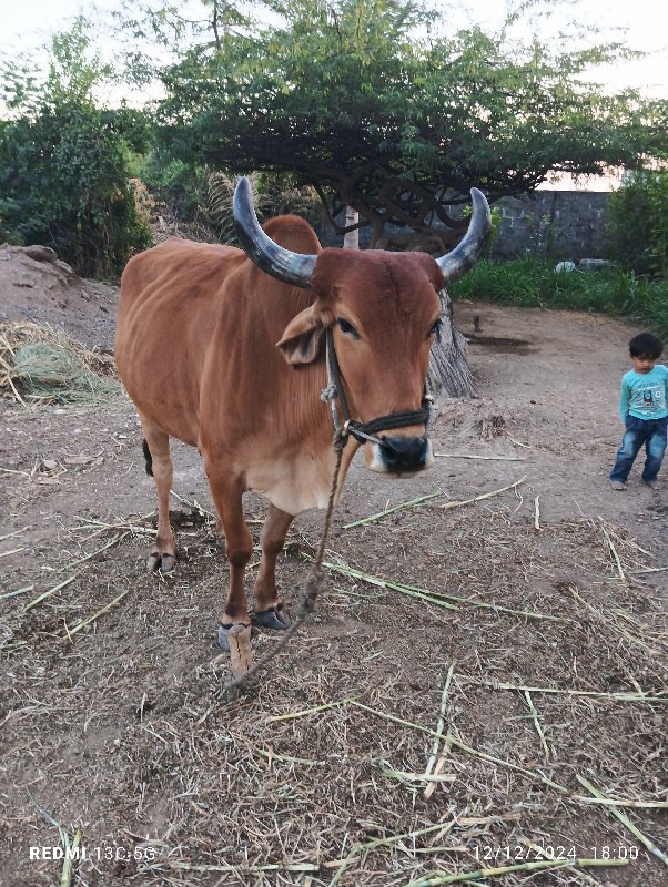 મોહન ભાઈ