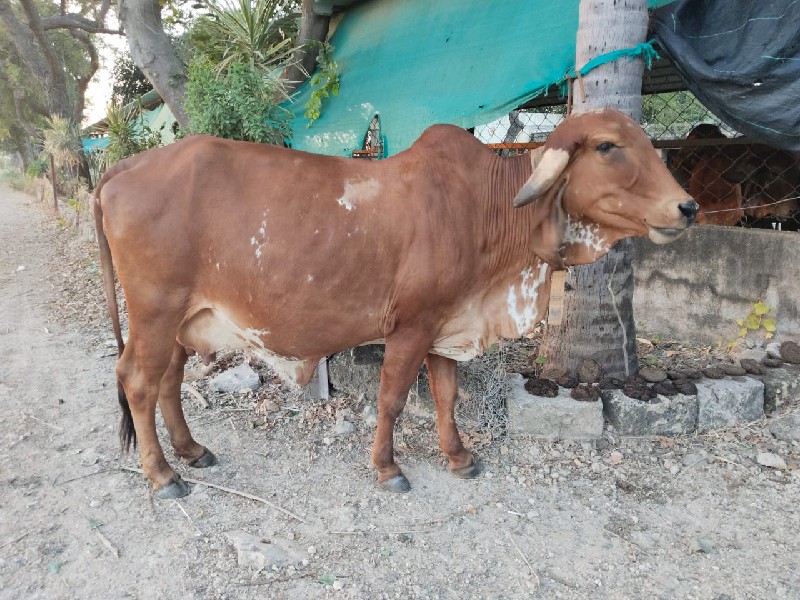 ગીર ગાય વેચવાની...