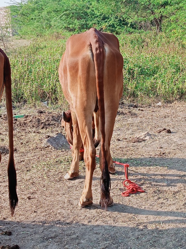 ચાર ચાર દાતે સે...