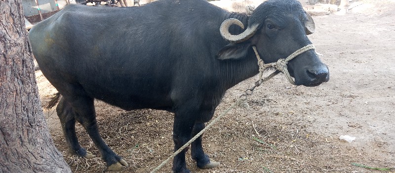 ખડેલુ વેચવાનુછે