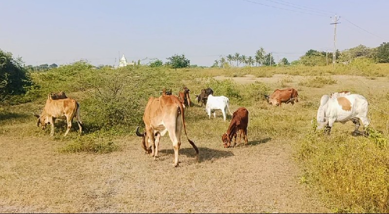 ગાય વેચવાની સે