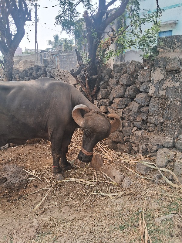 ભેસ વેસવાની 2વે...