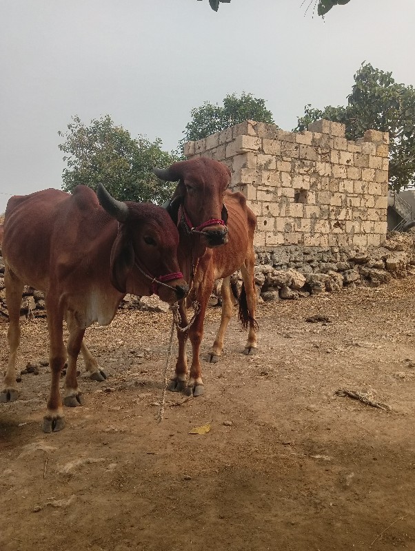 ચાર દાતે સે ગોં...