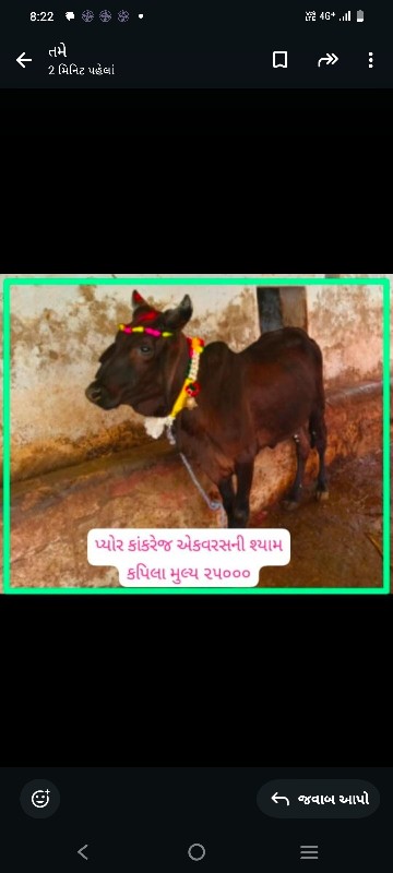 ગીર ગાય અને વાછ...