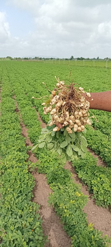 ગિરનાર ૪ મગફળી...