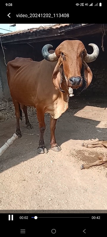 ગાય