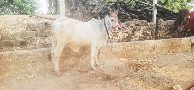 ગોઢલા વેસવાના છ...