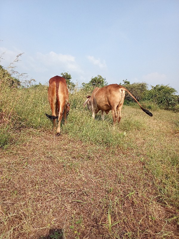 બળદ વેચવાના છે