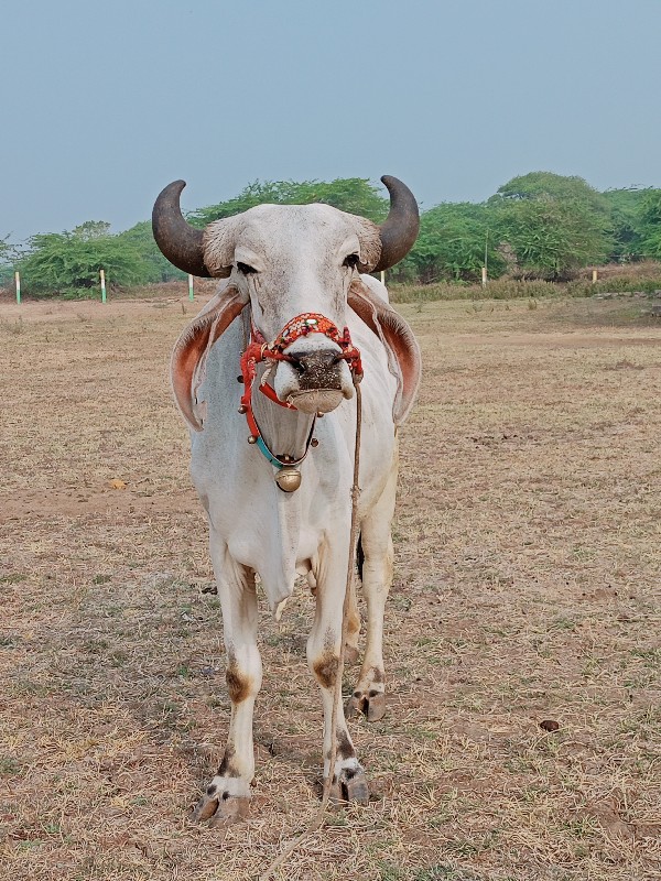 એક વાવણી કરેલ ફ...