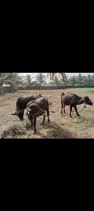 તન ખડેલી એક ભેં...