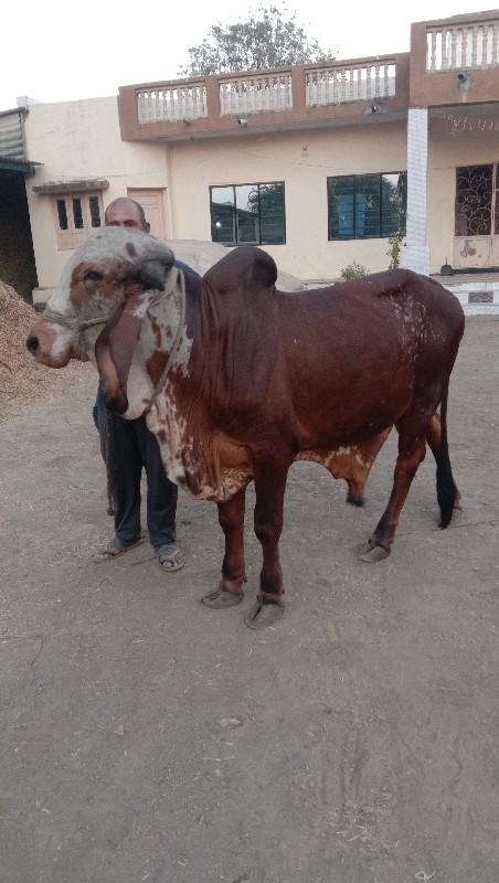 વાછરડો વેચવાનો...