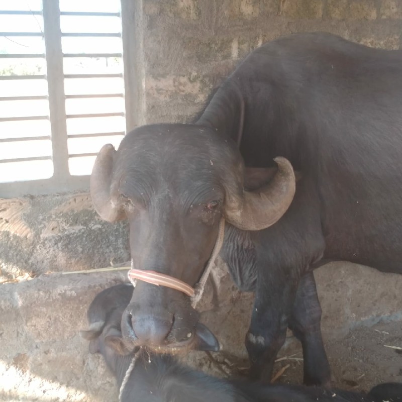 ખડેલુ વેશ વાનુ...