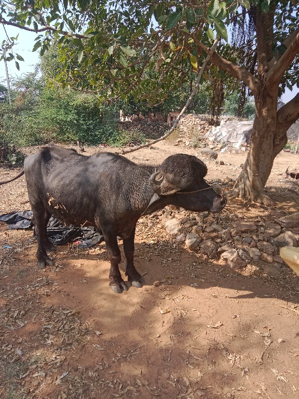 પાડો વેચવા નો છ...