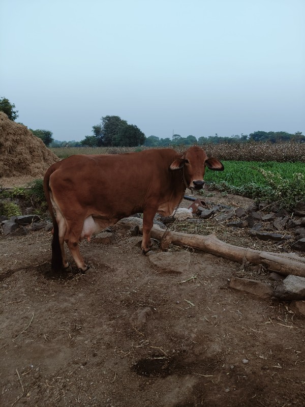 ગાય આપવાની છે