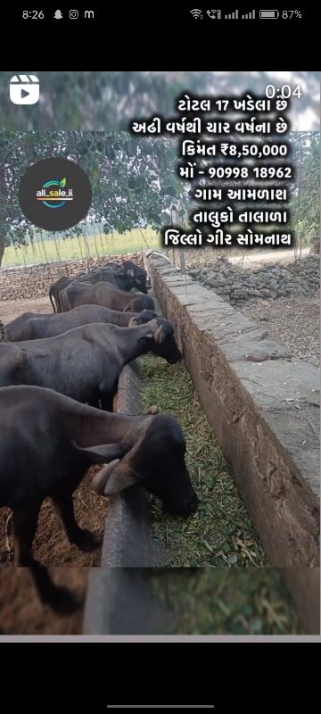 ટોટલ 17 ખળેલા વ...