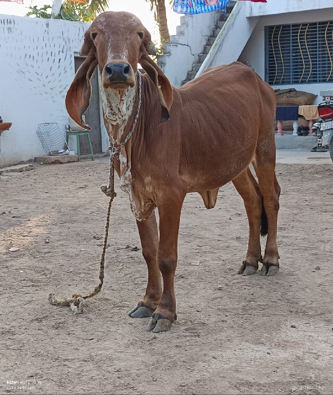 હોડકી વેચવા નિ...