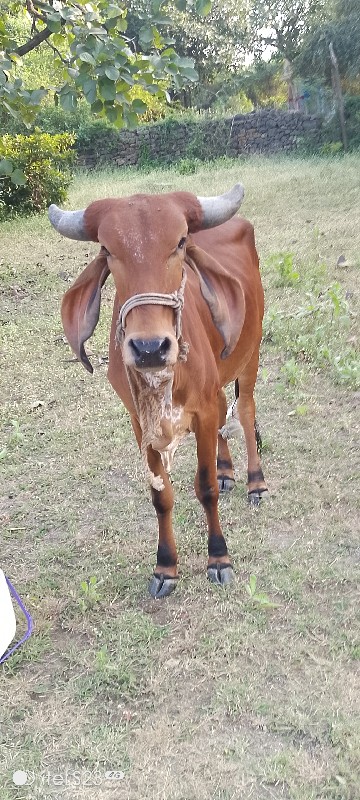 વાચડી દેવાની છે...