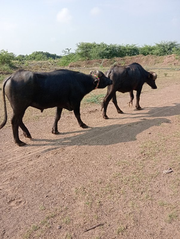 બે દાંતે થયો