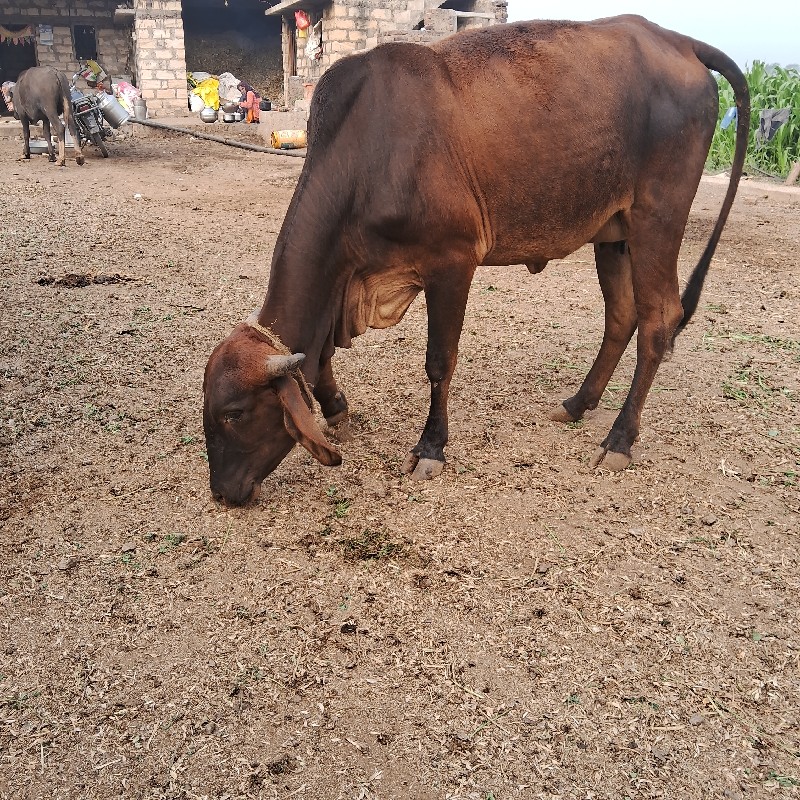 જરસી